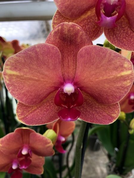 Phalaenopsis Hybride "Surfsong"