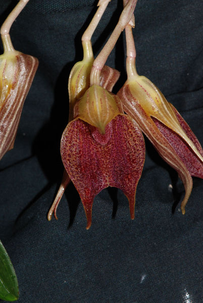 Masdevallia angulata
