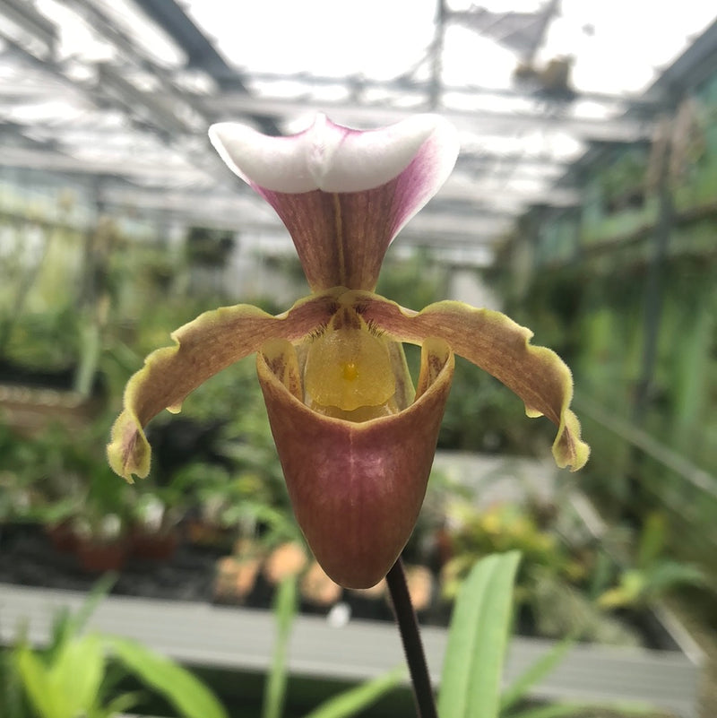 Paphiopedilum coccineum