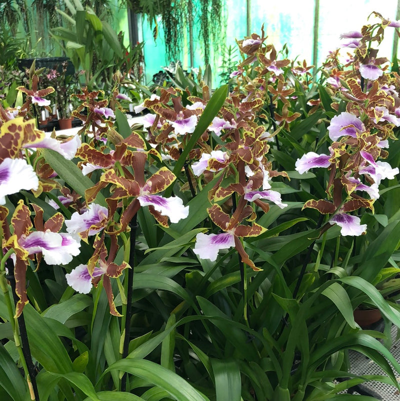 Miltassia SUMMERBREEZE