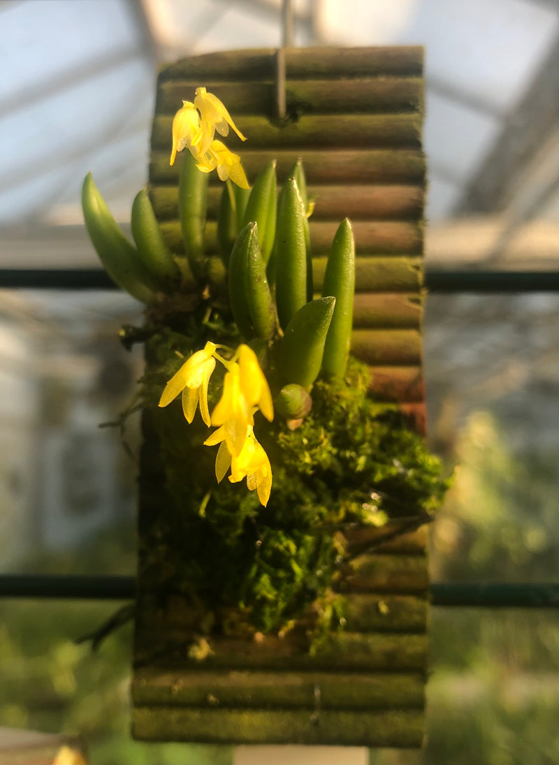 Pleurothallis leptotifolia