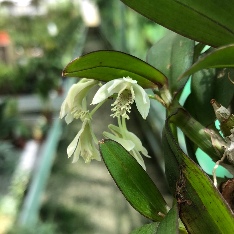 Dendrobium delacourii