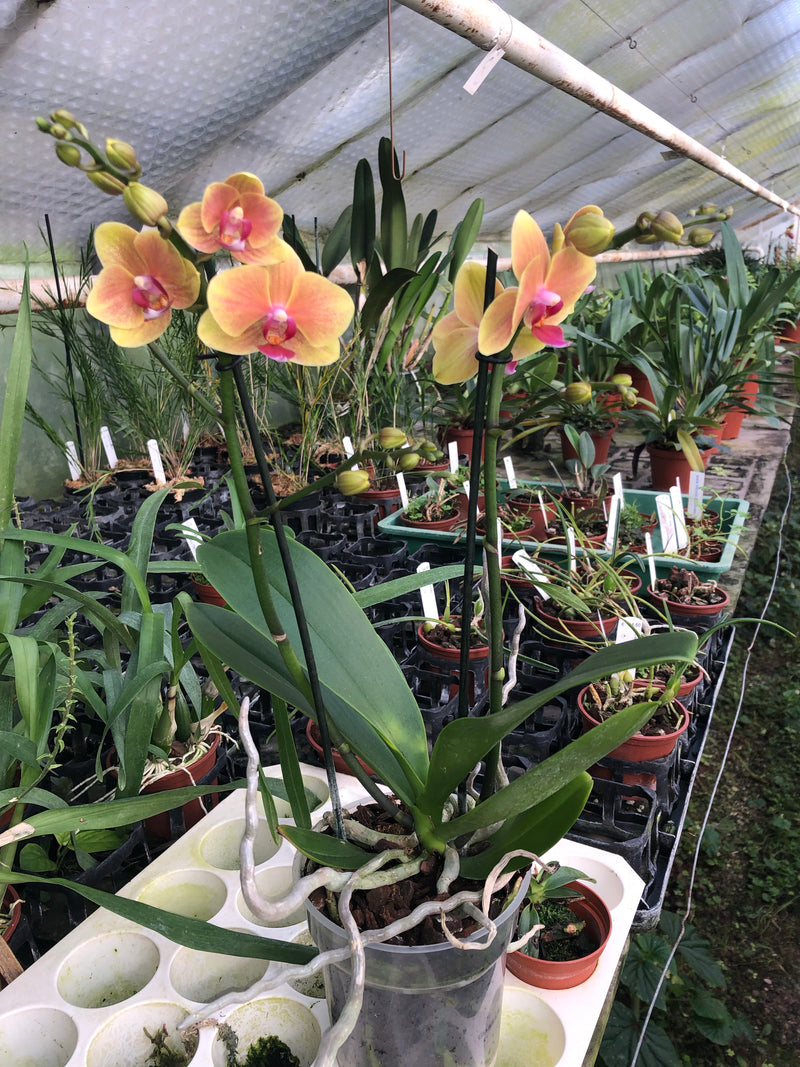 Phalaenopsis hybrid "orange X"