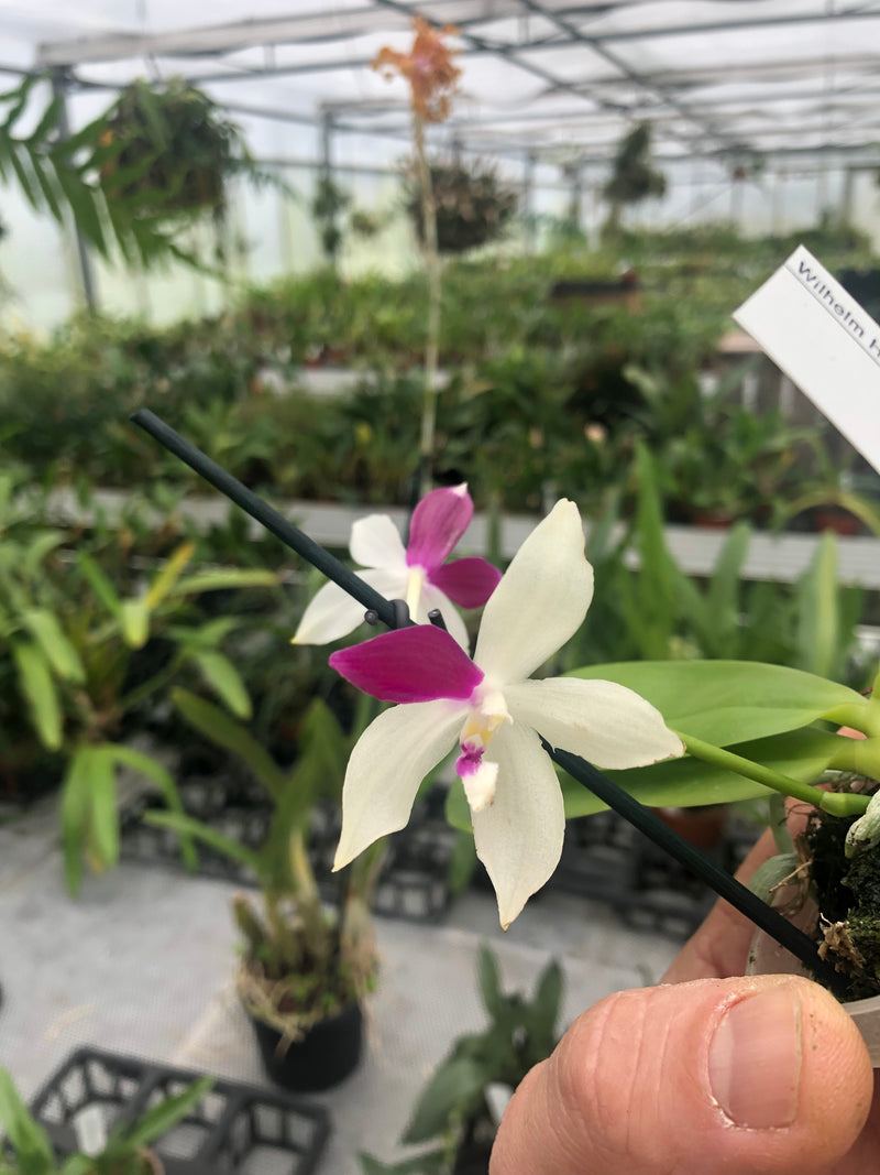 Phalaenopsis speciosa "tetraspis-red white"