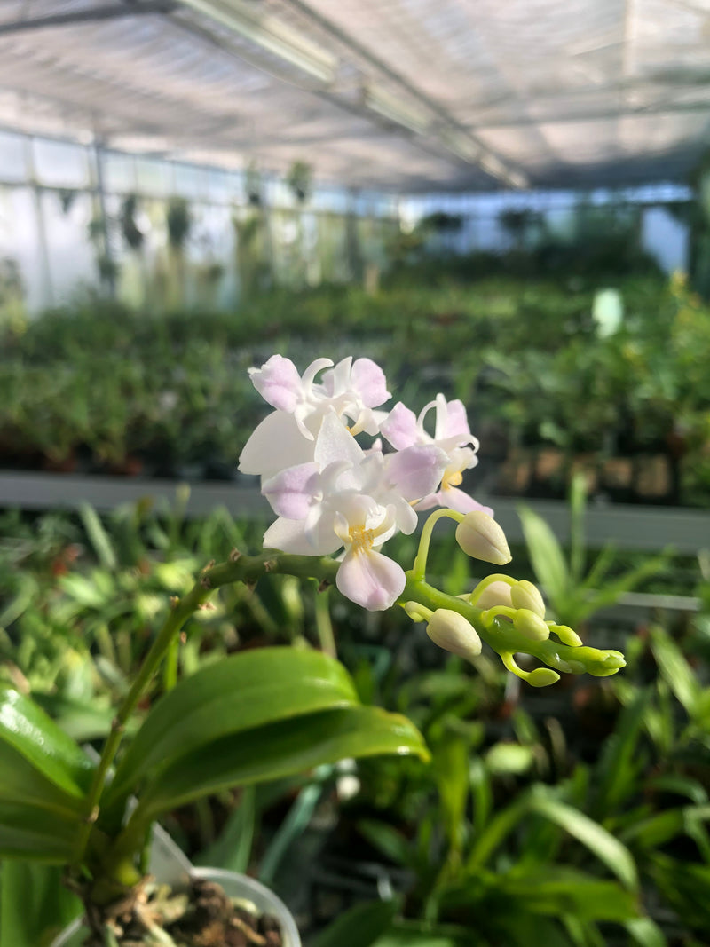Phalaenopsis equestris &