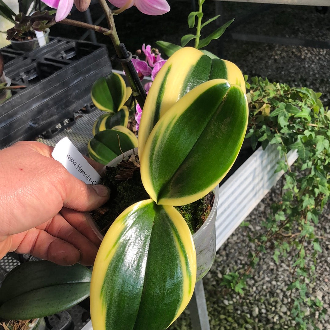 Phalaenopsis VIVIEN 'variegata' – Hennis Orchideen