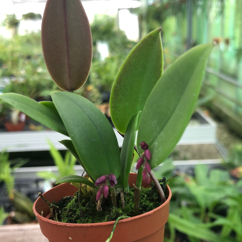 Acianthera hamosa