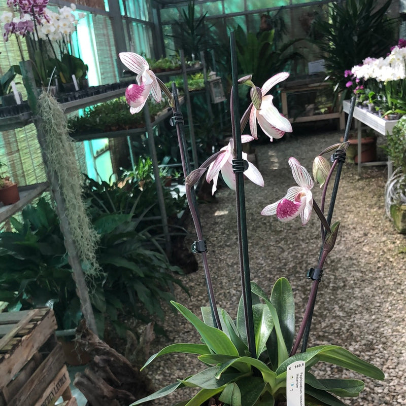Paphiopedilum rothschildianum X thaianum