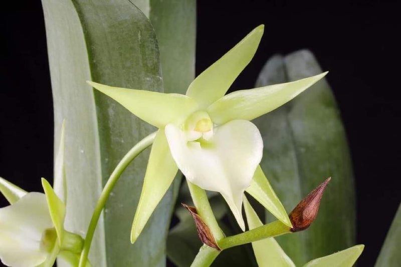 Angraecum VEITCHII