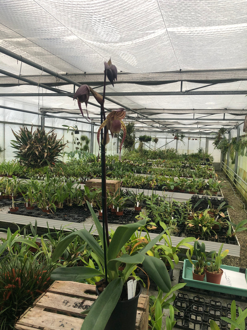 Paphiopedilum HSINYING ANITA