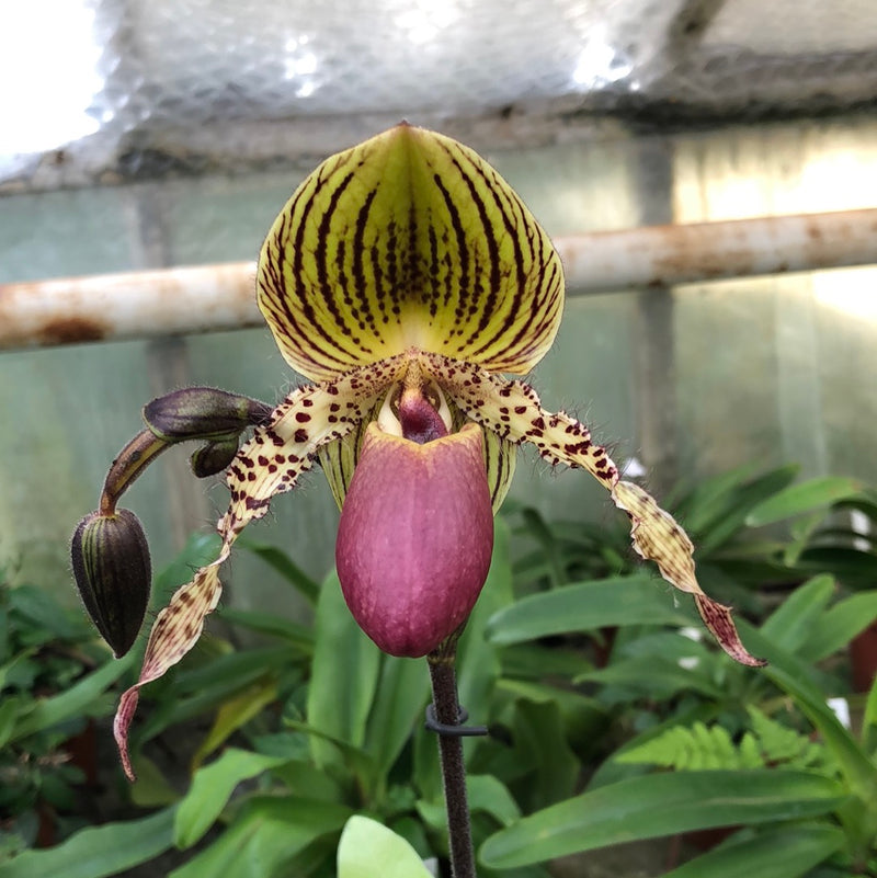Paphiopedilum VANGUARD