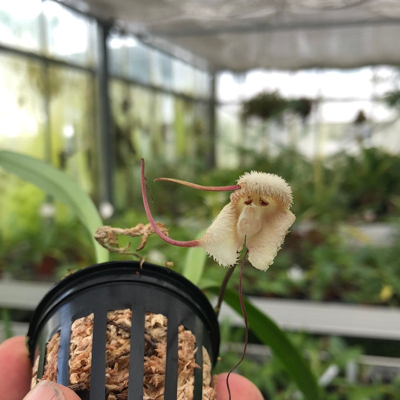 Dracula saulii