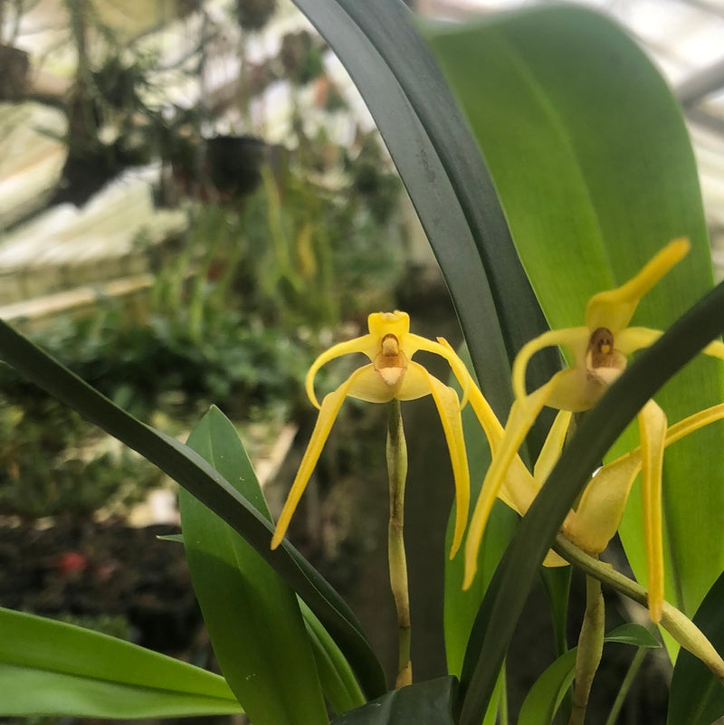 Maxillaria anatomorum