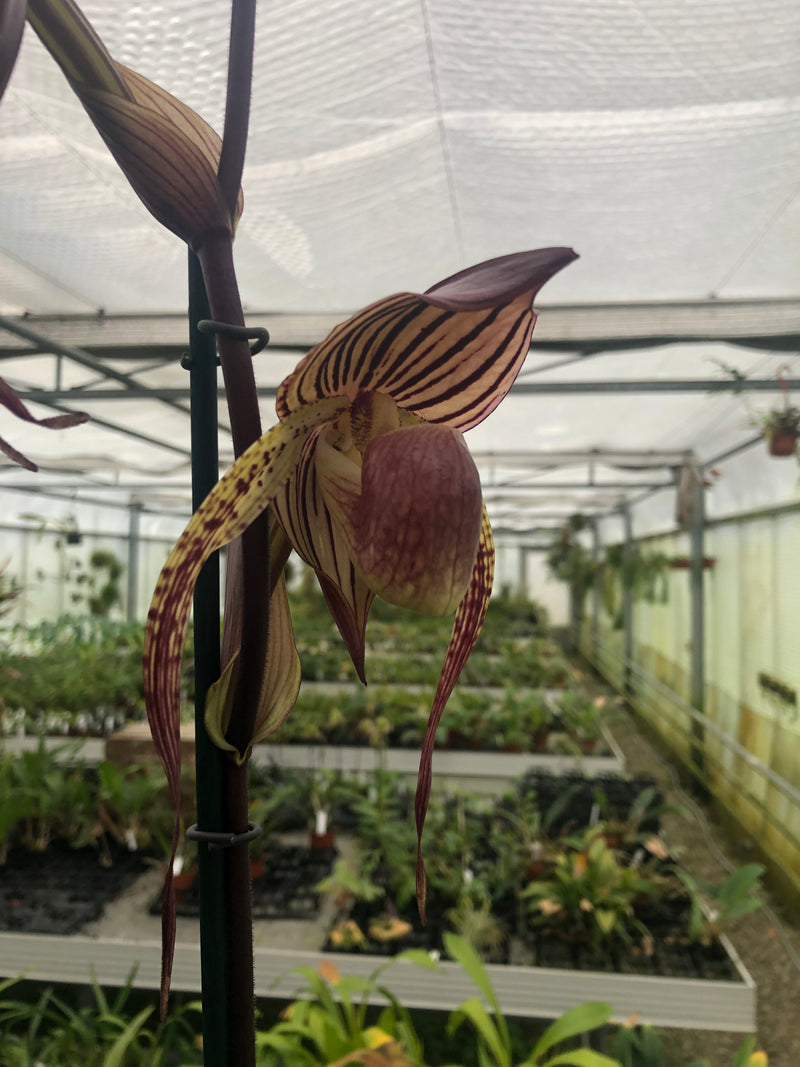 Paphiopedilum HSINYING ANITA