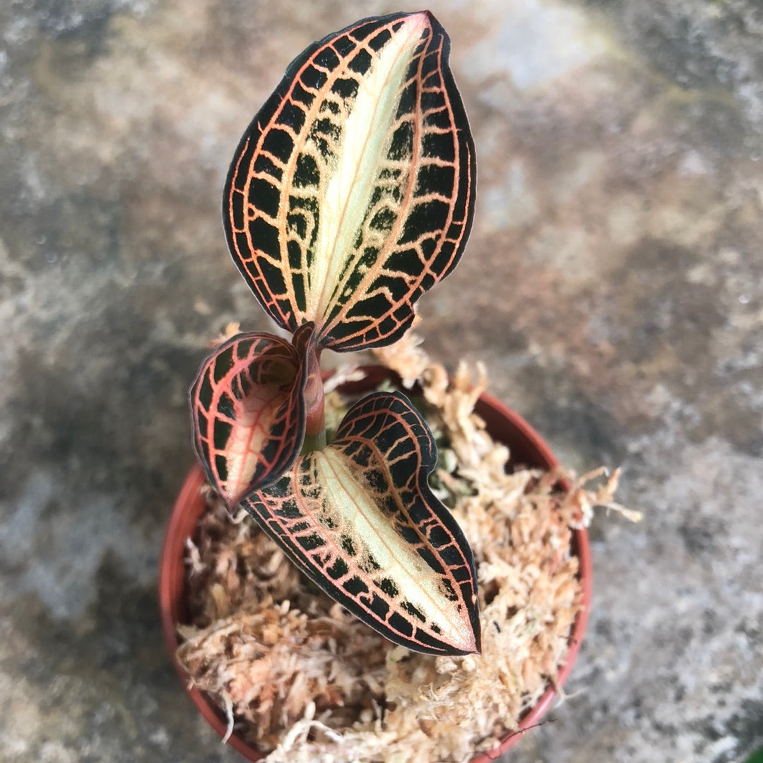 Anoectochilus albolineatus  Hennis Orchideen