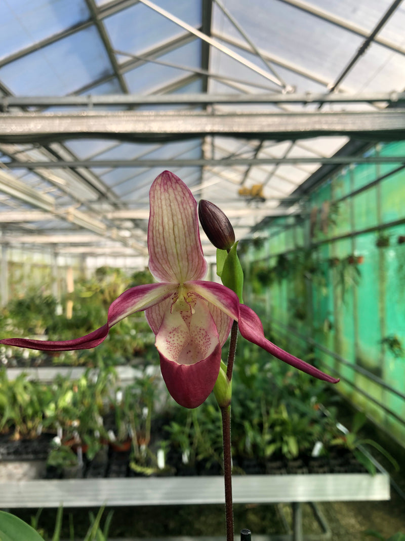 Phragmipedium LEMOINIERIANUM
