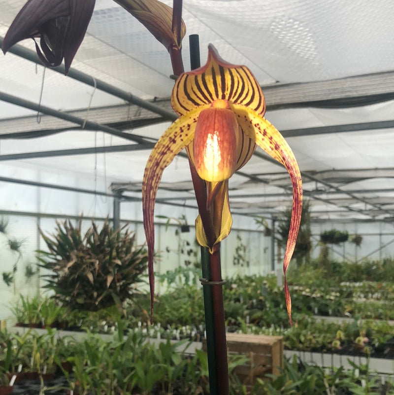 Paphiopedilum HSINYING ANITA