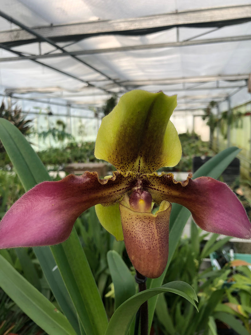 Paphiopedilum HANS STRAHL