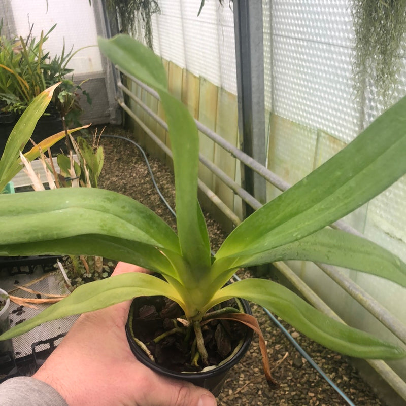 Angraecum VEITCHII