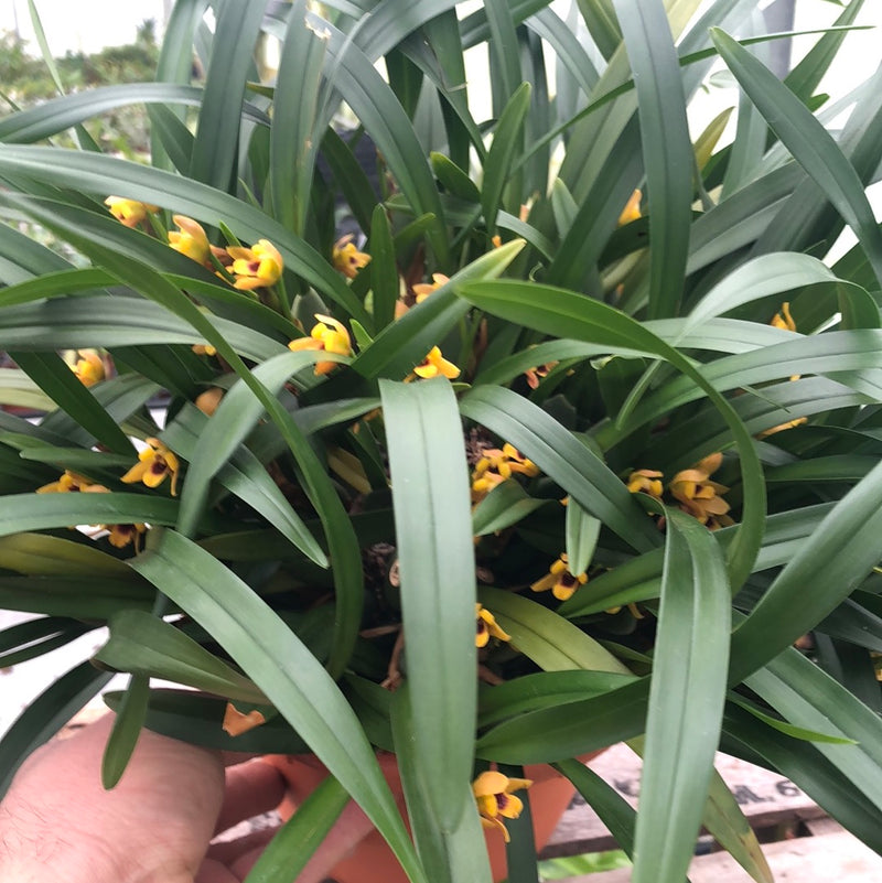 Maxillaria variabilis XXL