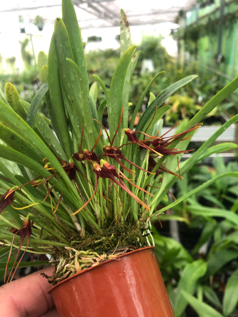 Masdevallia herradurae