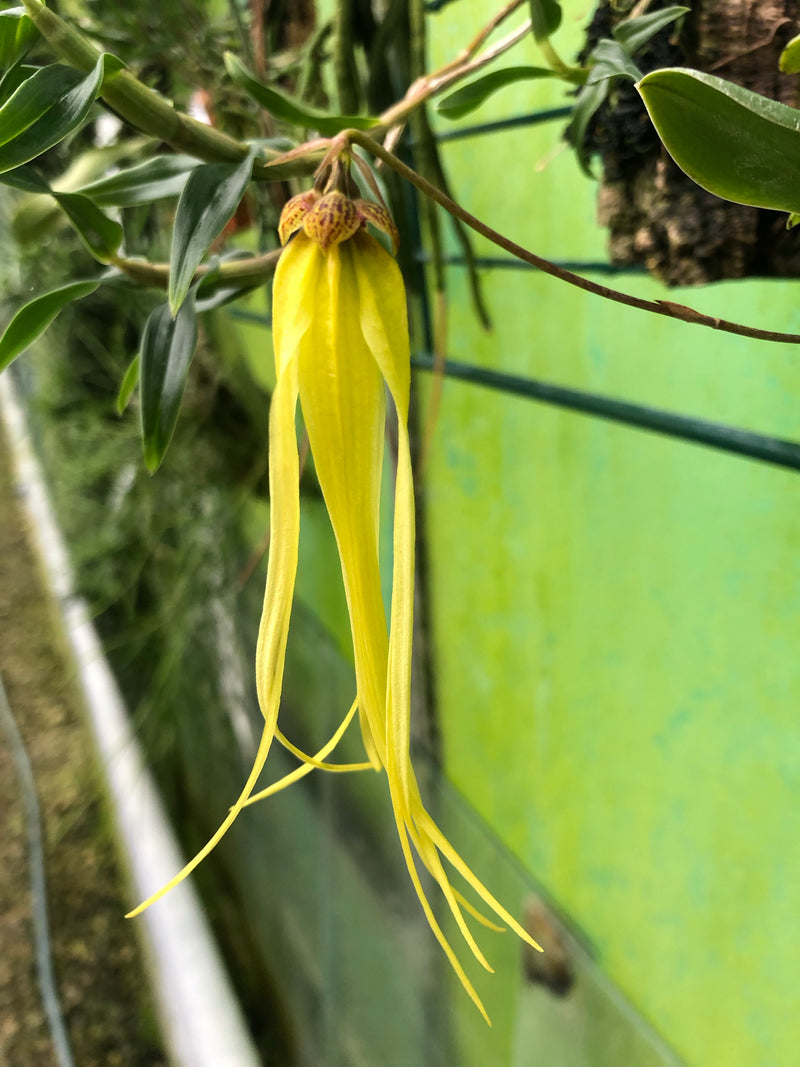 Bulbophyllum thiurum