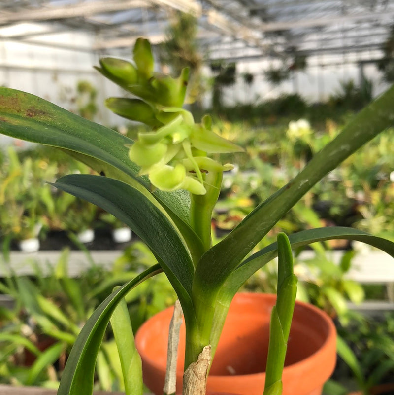 Epidendrum coriifolium