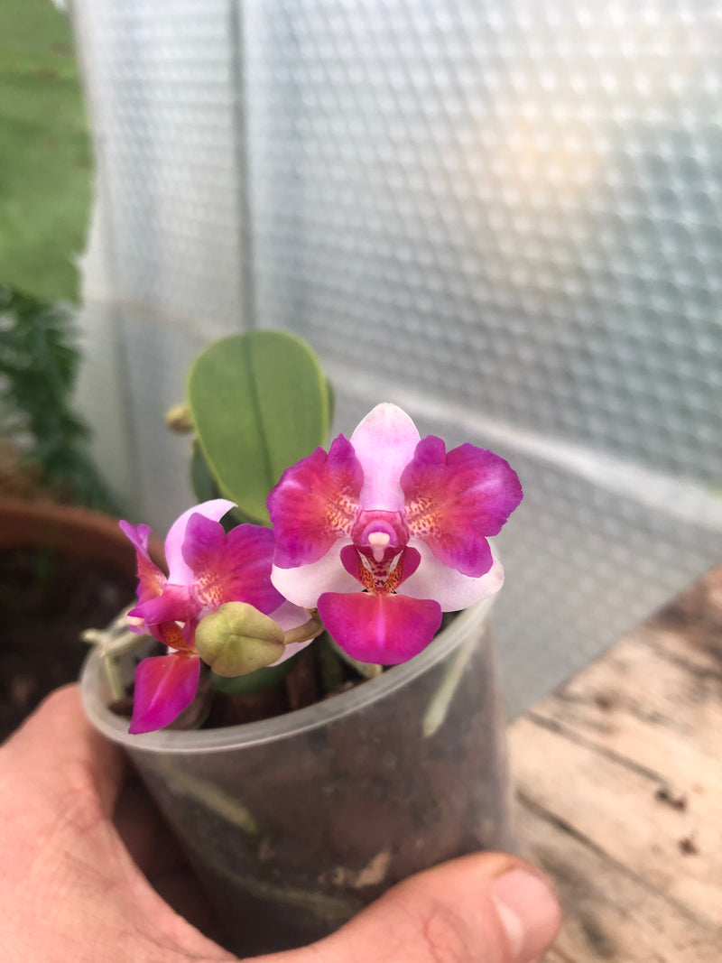 Phalaenopsis LIU&