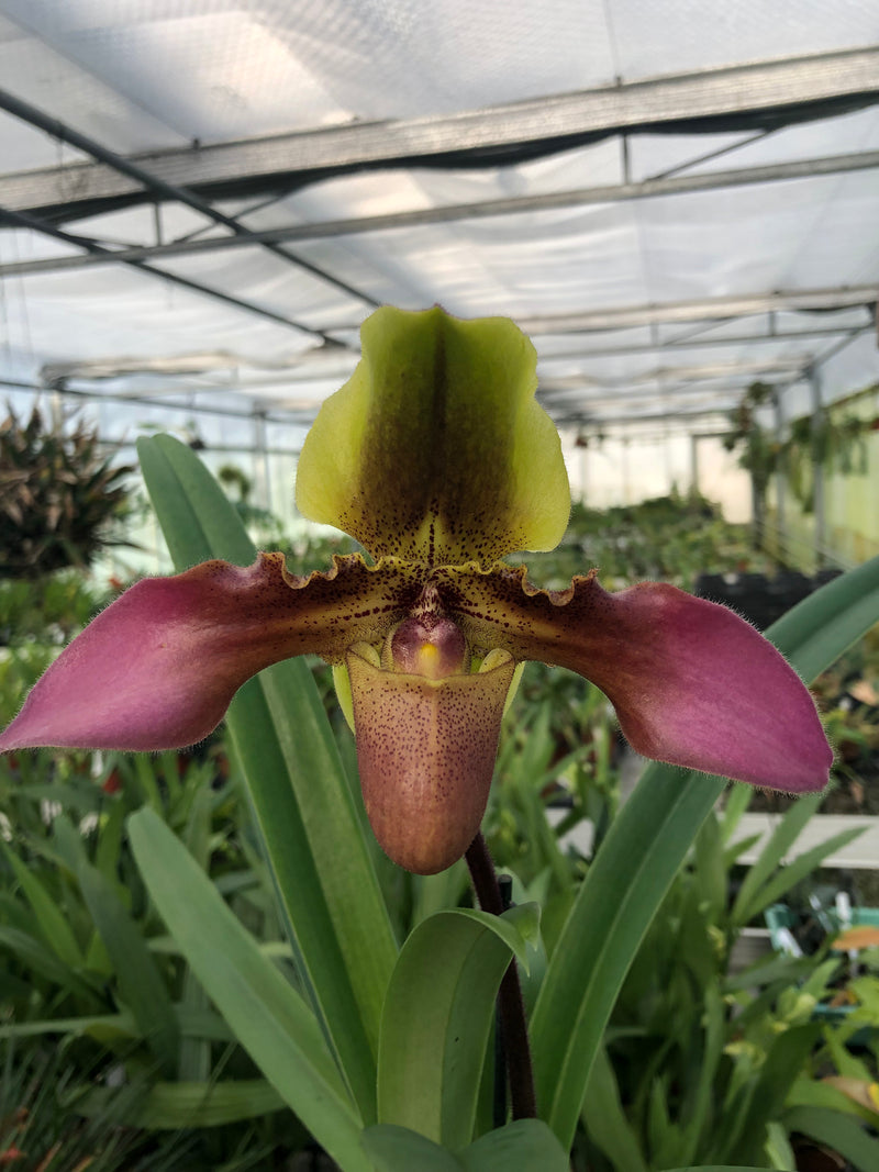 Paphiopedilum HANS STRAHL