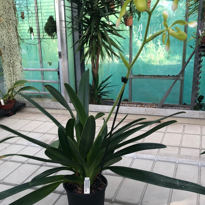 Paphiopedilum haynaldianum &