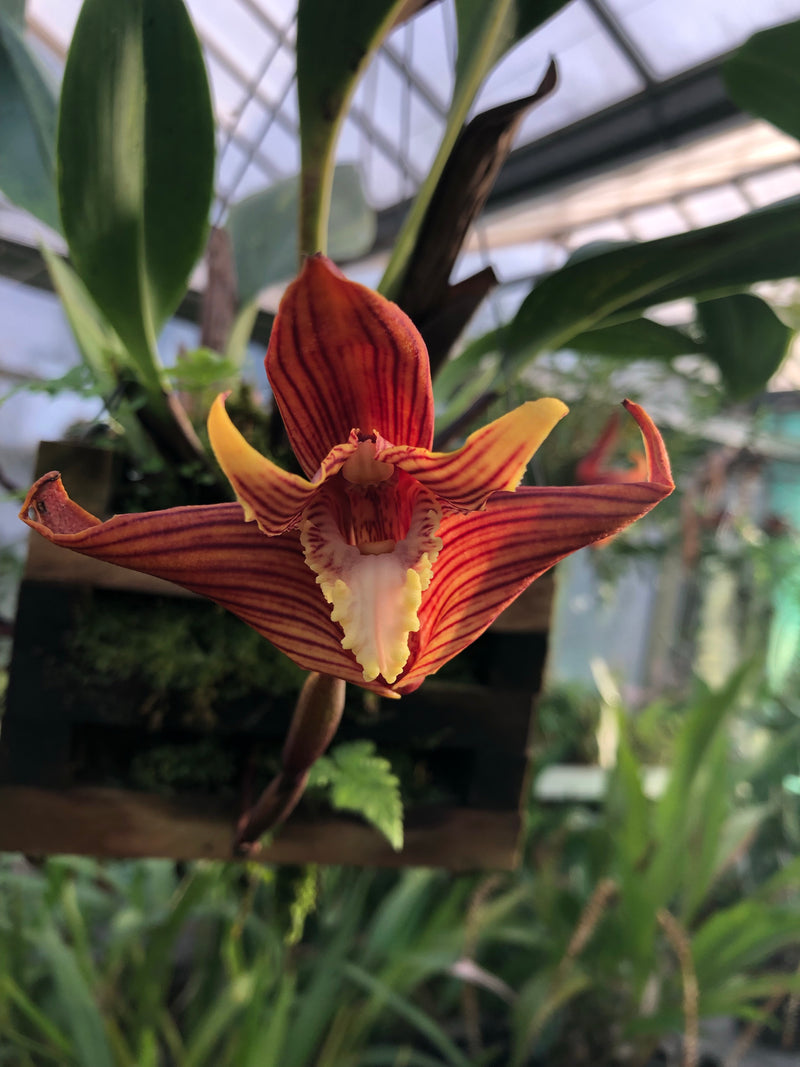 Maxillaria striata