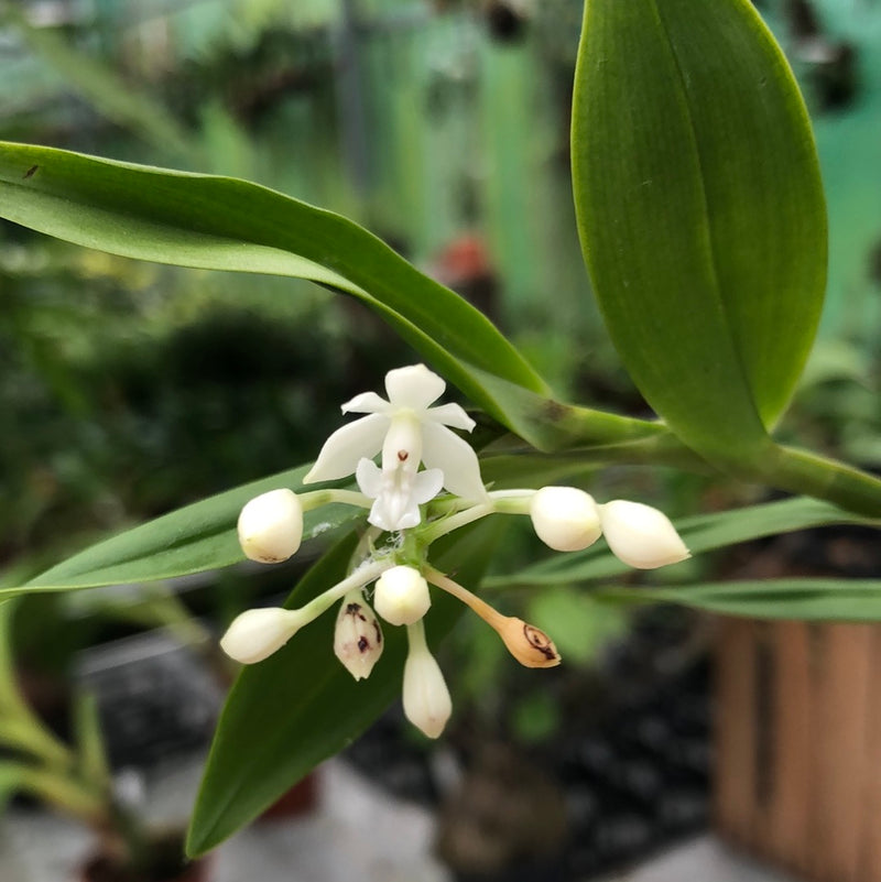 Epidendrum hugomedinae