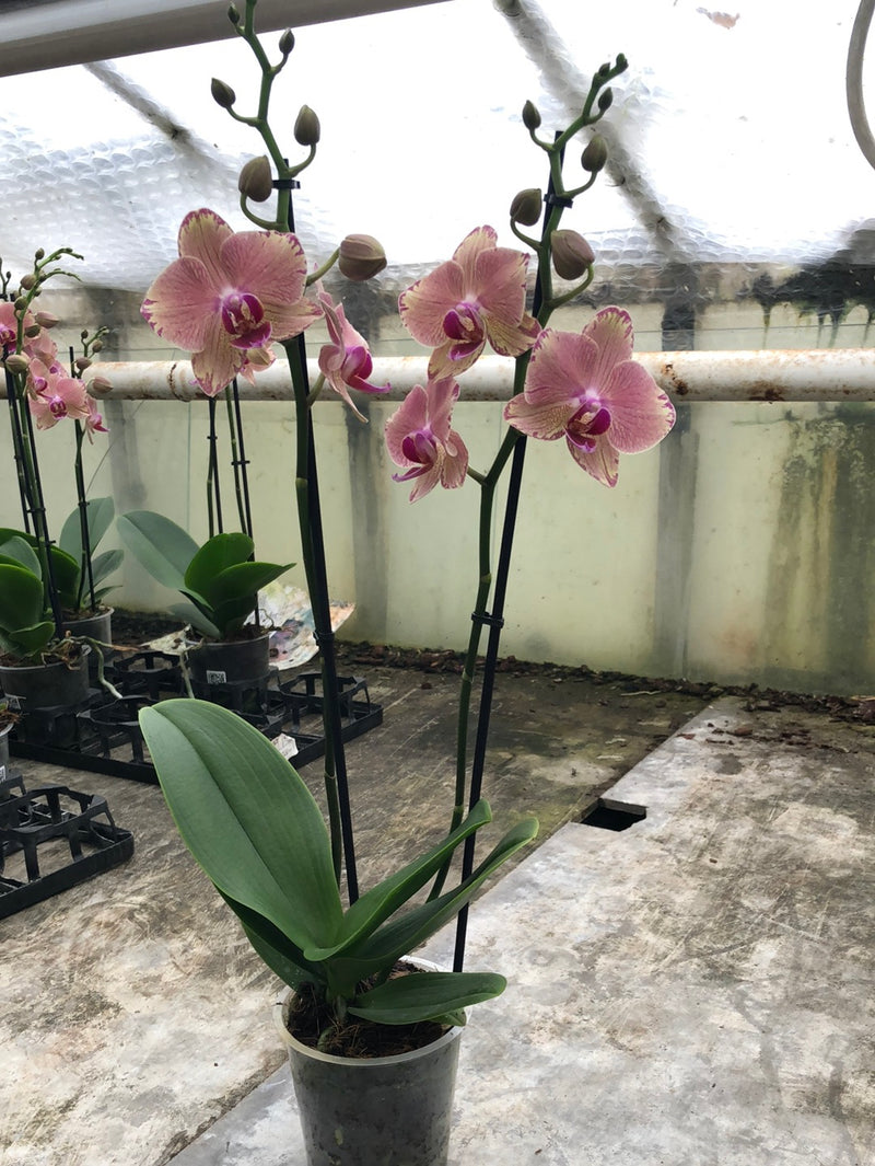 Phalaenopsis "Christmas Dream"