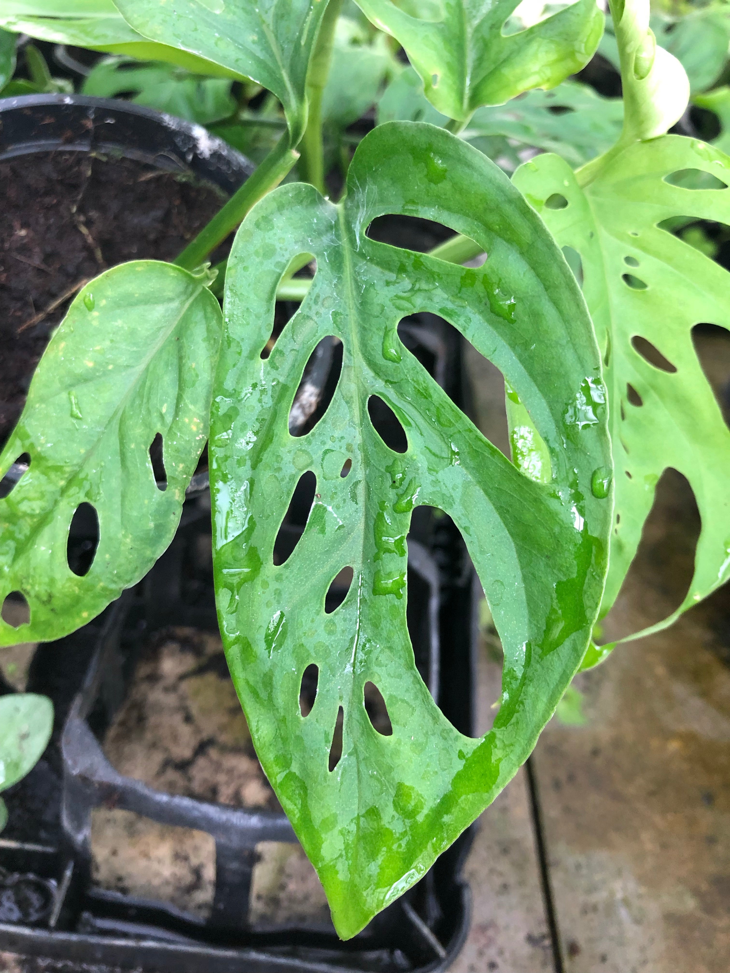 Monstera acuminata  Hennis Orchideen