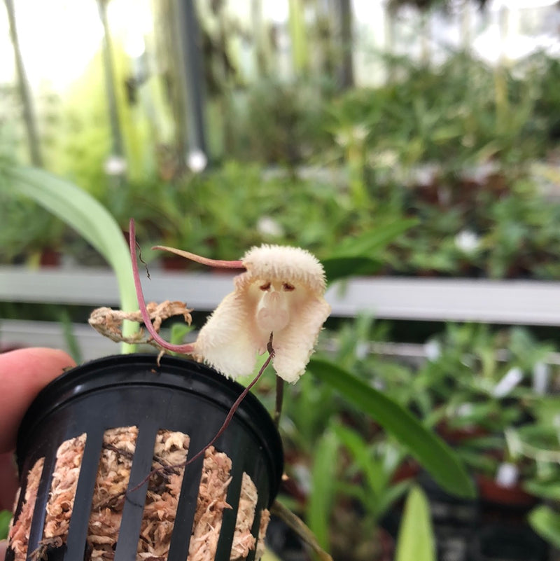 Dracula saulii