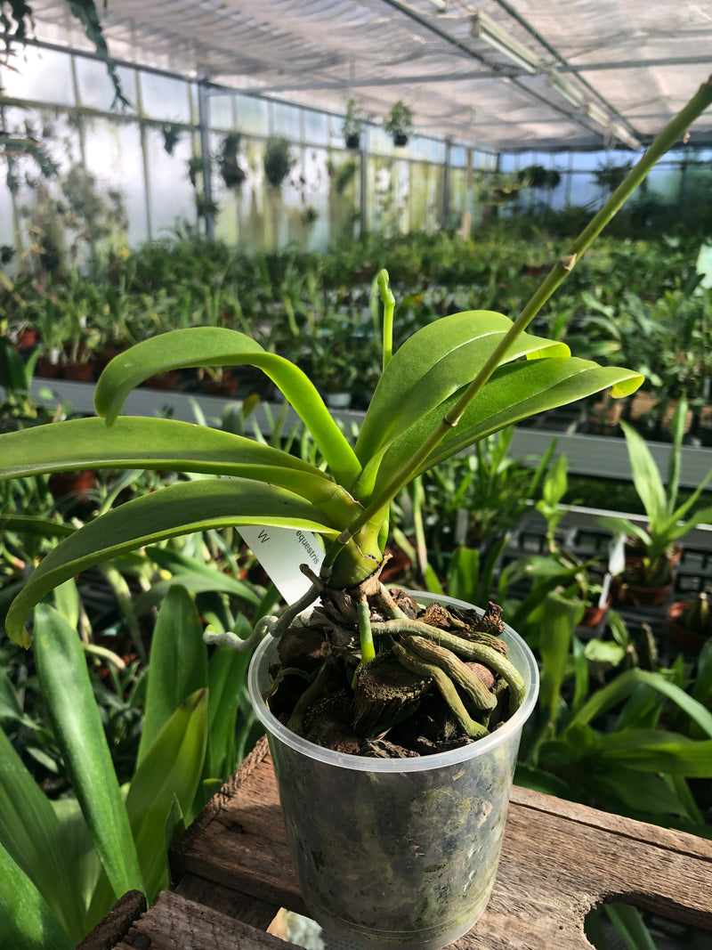 Phalaenopsis equestris &