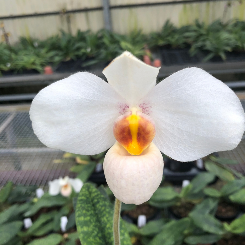 Paphiopedilum JOYCE HASEGAWA