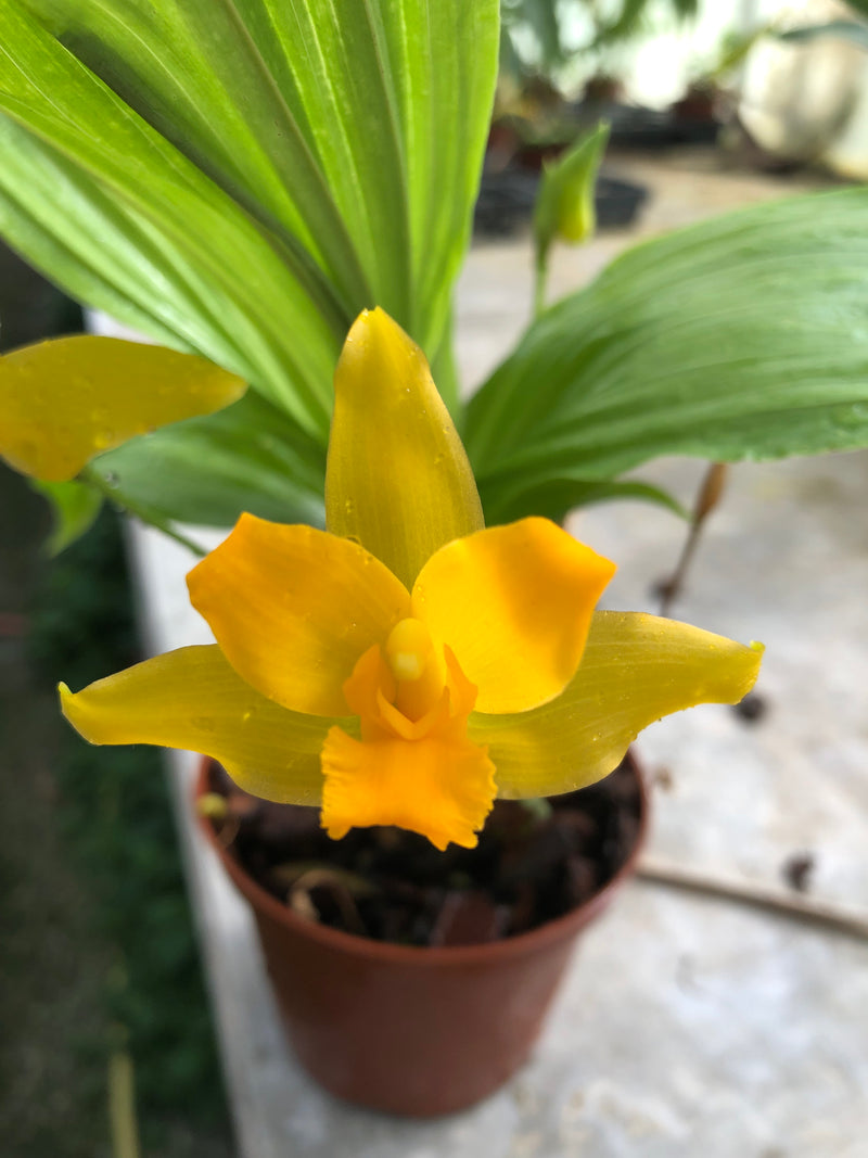 Lycaste YOKO&