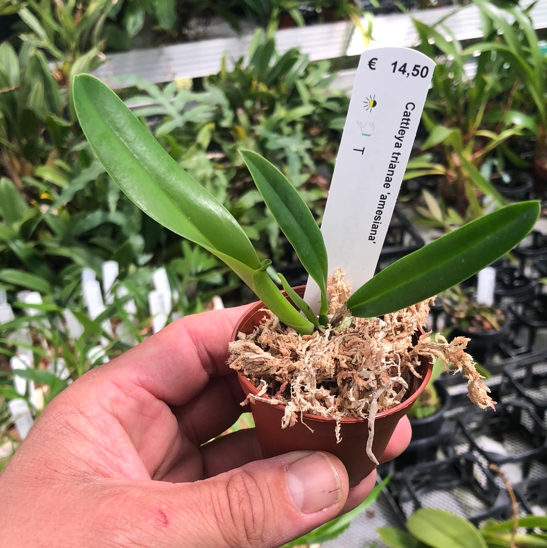 Cattleya trianae 'amesiana' Hennis Orchideen