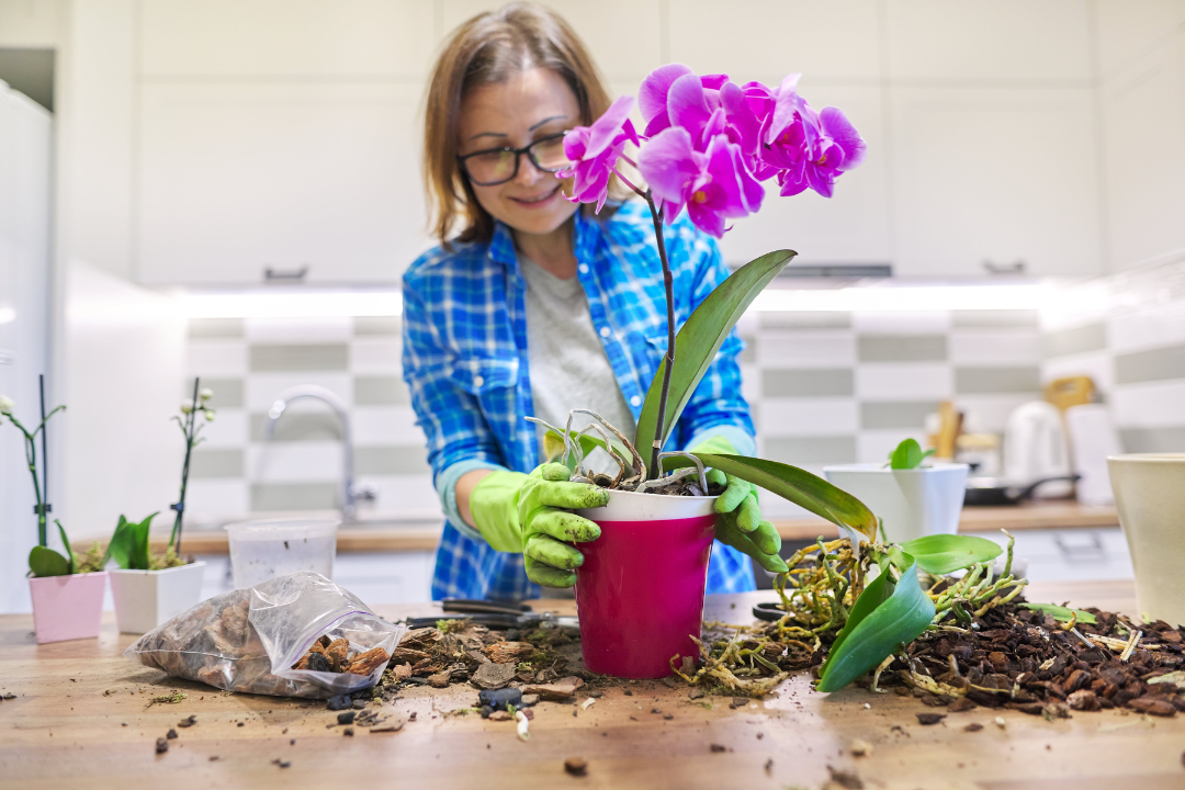 Orchideen richtig pflegen so geht's Hennis Orchideen