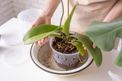 Orchideen tauchen | Orchideen richtig bewässern