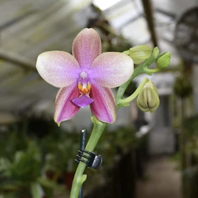 Duftorchidee in lila/weiß