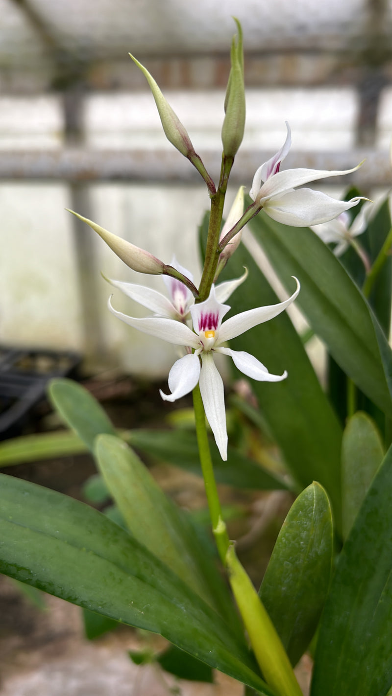 Encyclia glumacea