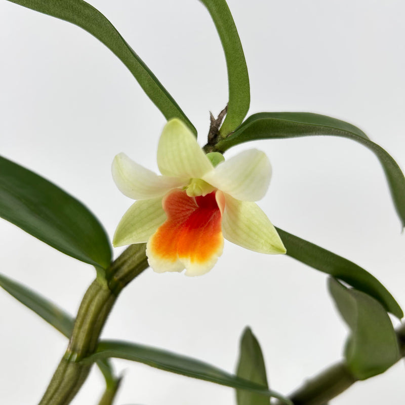 Dendrobium JIAHO CANDY