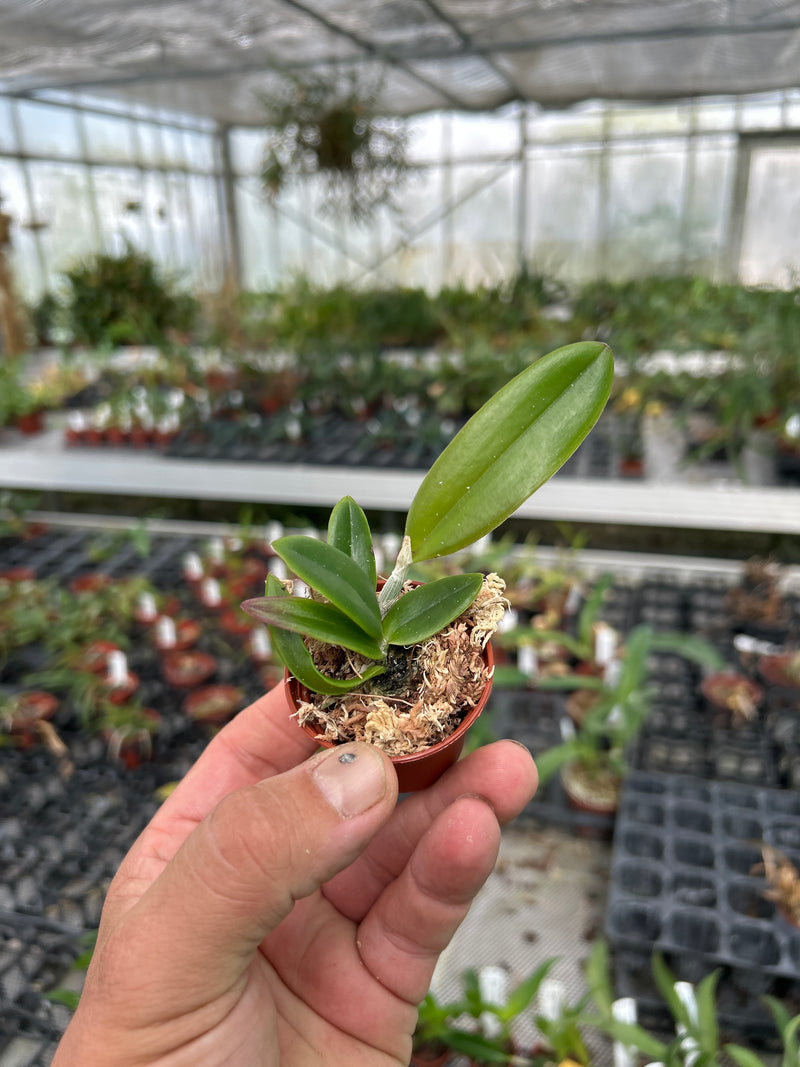 Cattleya kerrii