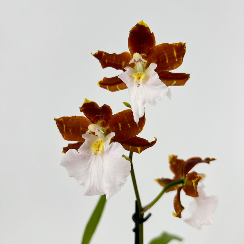 Miltonia candida X Odontoglossum bictoniense