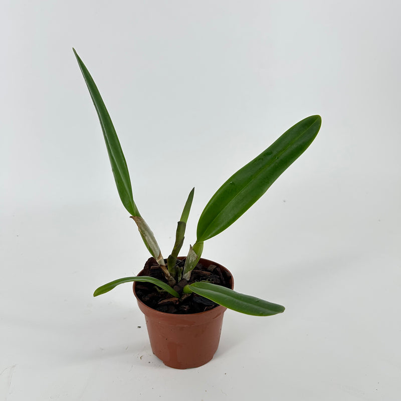 Brassolaeliocattleya VEITCHII