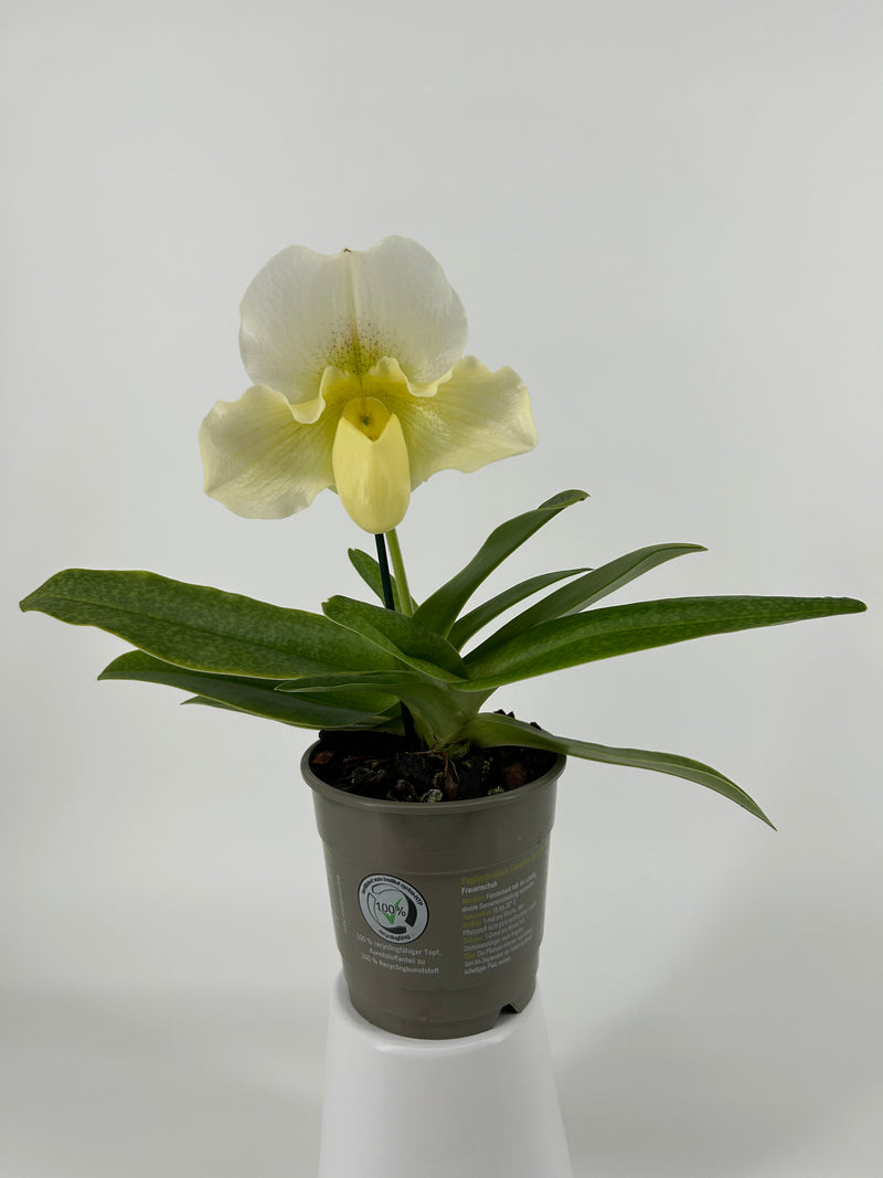 Paphiopedilum &