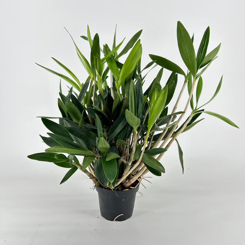 Dendrobium delicatum