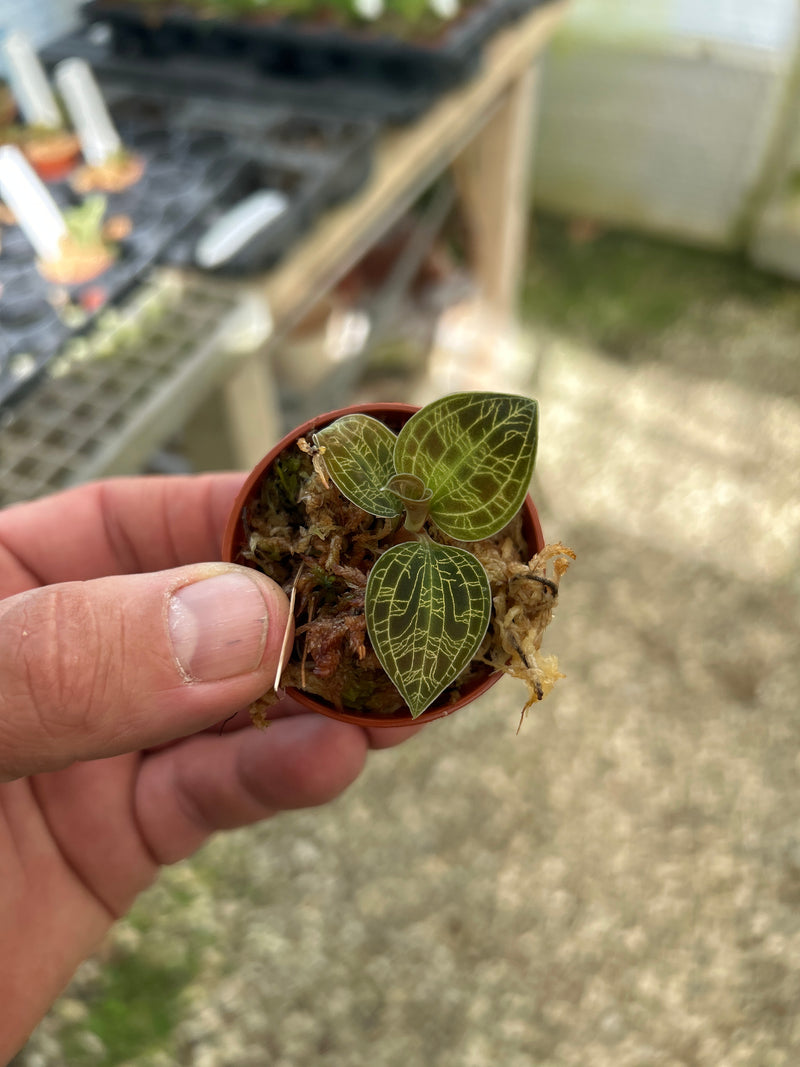 Macodes petola &